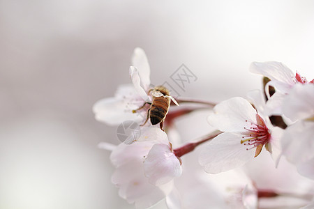 樱花盛开琴川樱花高清图片