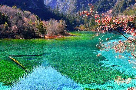 秋天山水风景画九寨沟之五花海背景