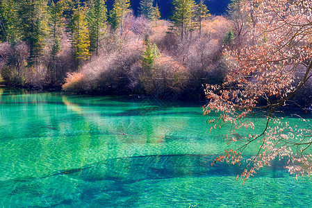 九寨沟水九寨沟之犀牛海背景