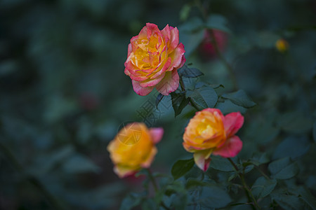 春暖花开月季花朵高清图片