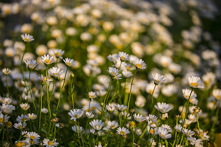 菊花花海春暖花开背景