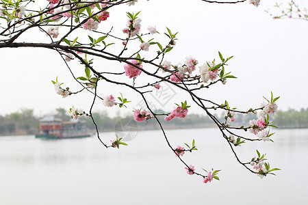 杨柳烟雨江南背景