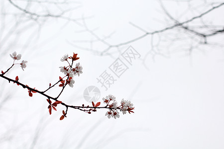 桃红柳绿烟雨江南背景