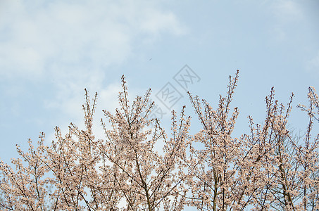 杭州太子湾樱花盛开背景