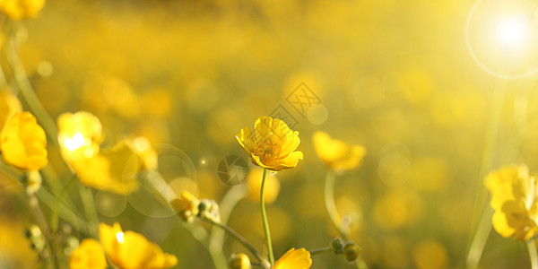 阳光下的花朵阳光下的花设计图片