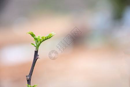 发芽的小树苗图片