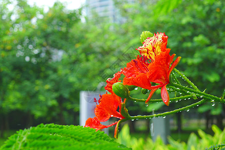 绿树红花雨中凤凰花背景