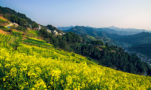 油菜花背景安徽石潭油菜花田背景