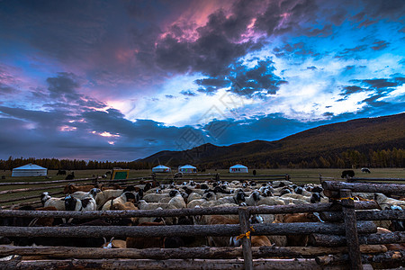 大草原绚烂日出下的牛群高清图片