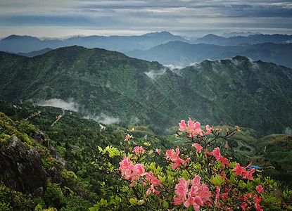 粉色云海高山野生杜鹃花开背景