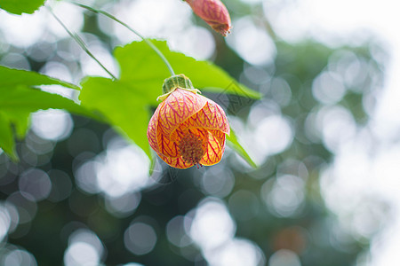 盛开的灯笼花图片