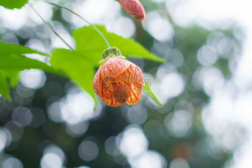 盛开的灯笼花图片