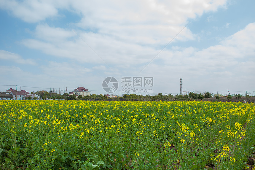 大片油菜花图片