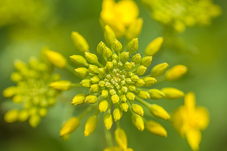 油菜花开特写高清图片