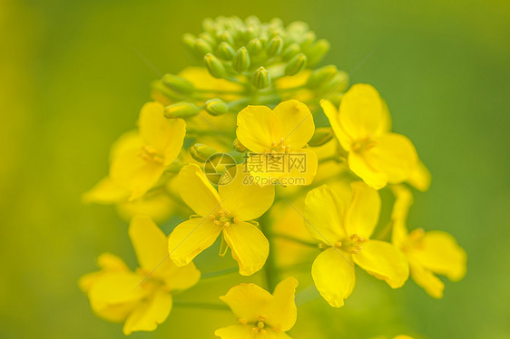 油菜花开特写图片