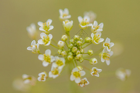 荠菜花背景图片