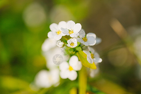 绣线菊花带露水高清图片