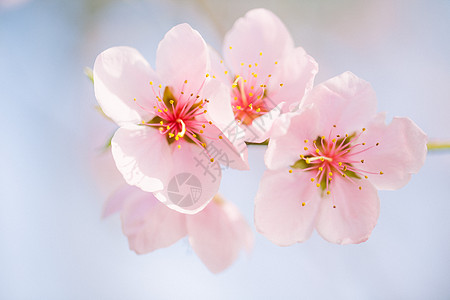 ps桃花素材桃花背景