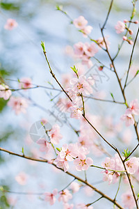 ps桃花素材桃花背景