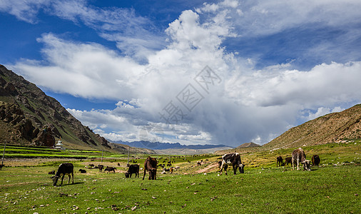西藏高原上的牦牛群背景