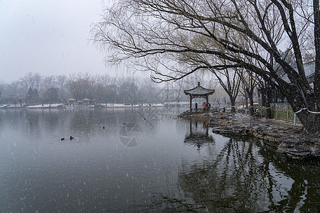 春雪图片