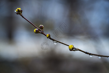 露水的春雪背景图片