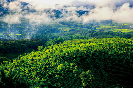 云南古树茶景迈山背景