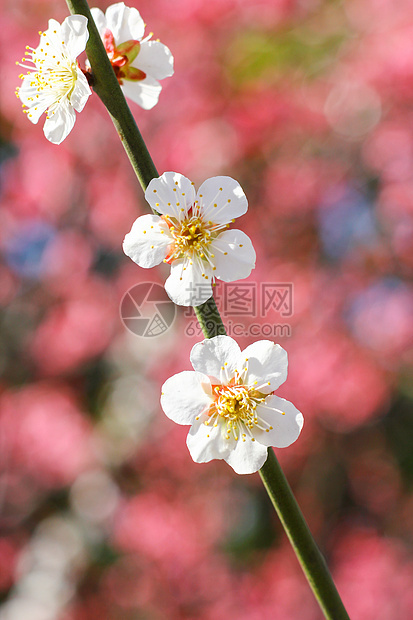 春天里的樱花图片