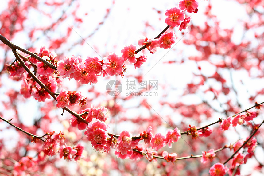 春天里的樱花林图片