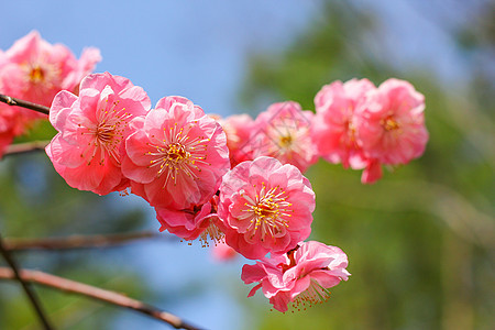 春天里的樱花图片