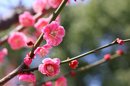 春天里的樱花图片