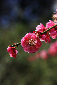 春天里的樱花图片