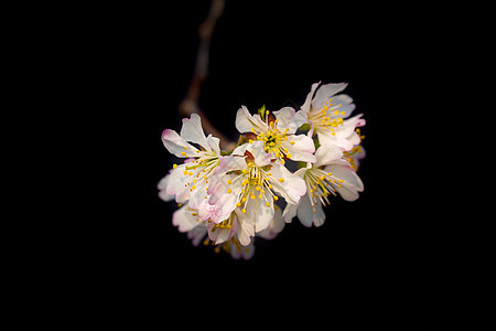 春天盛开的樱桃花图片