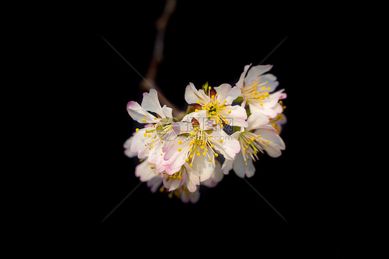 春天盛开的樱桃花图片