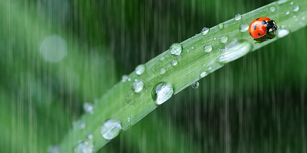 雨中的瓢虫图片