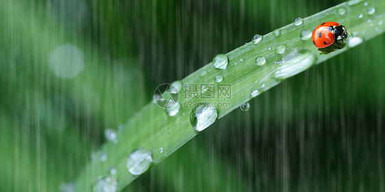 雨中的瓢虫图片