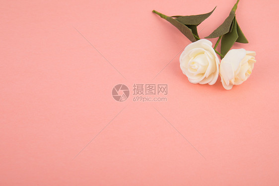 粉色背景下的花图片