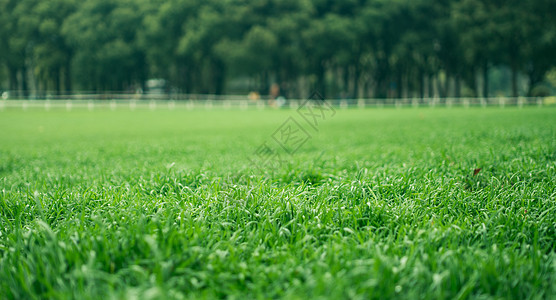 公园草坪绿色草地背景