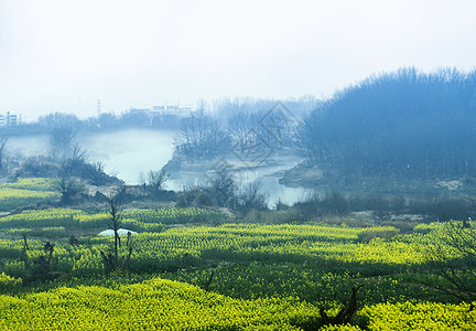 百花盛开雾里看花背景