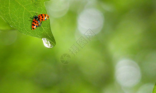 雨珠绿叶上的瓢虫和水珠设计图片