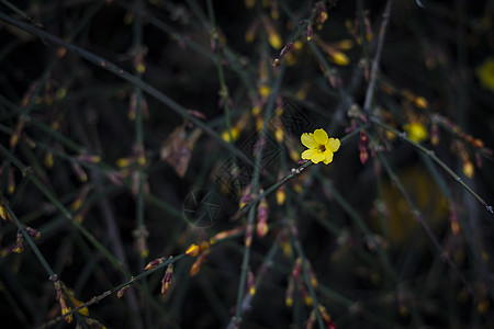 迎春花黄色迎春花高清图片