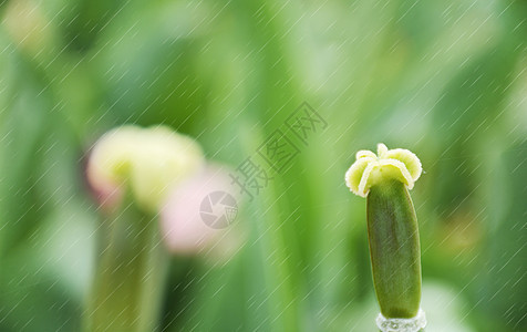 春天雨水嫩芽高清图片素材