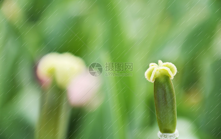 春天雨水图片