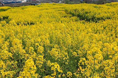 油菜花图片