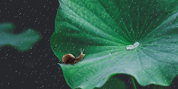 雨中的蜗牛图片