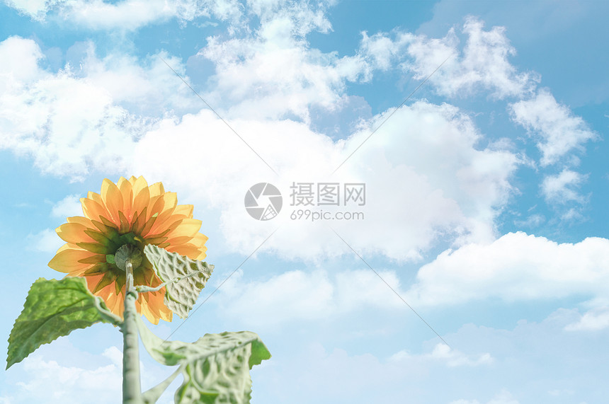 阳光下的花朵
