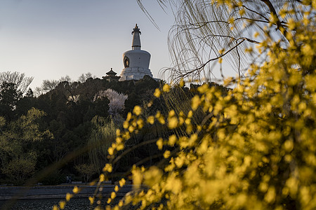 稻城白塔迎春花的北海白塔背景