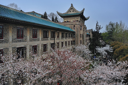 武汉大学樱花季俯瞰武汉大学樱花大道背景