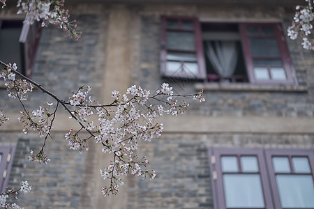 武汉大学樱花图片