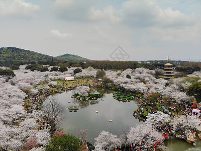 俯瞰武汉东湖樱园图片